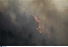 Χαλκιδική - Η φωτιά μπήκε στο κάμπινγκ Πλατανίτσι