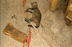 Σκληρή εικόνα - Σκότωσε γάτα με απίστευτο μίσος στην Καλαμαριά