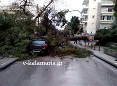 Πτώση δέντρου στην Καλαμαριά - Ξερίζωσε καλώδια της ΔΕΗ