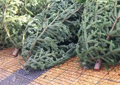 Καλαμαριά: Ολοκληρώνεται η συλλογή των χριστουγεννιάτικων δέντρων
