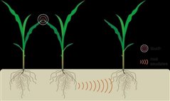 Τα φυτά μιλάνε μεταξύ τους!