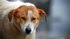 Θεσσαλονίκη: Ένα σπίτι για τα αδέσποτα σκυλιά του κέντρου