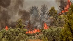 Πυρκαγιά σε δασική έκταση στα Κύθηρα