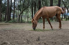 Άλογο τριγυρνούσε στο κέντρο της Θεσσαλονίκης!