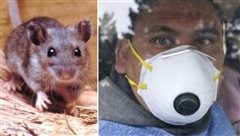 Νέος συναγερμός: Ανδρας πέθανε από τον ιό hantavirus