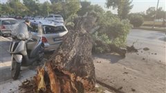 Θεσσαλονίκη: Σοβαρές ζημιές σε αυτοκίνητο από πτώση δέντρο στην Λ. Μεγάλου Αλεξάνδρου