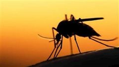 Σαράντα τα κρούσματα του ιού του Δυτικού Νείλου στην Κ. Μακεδονία